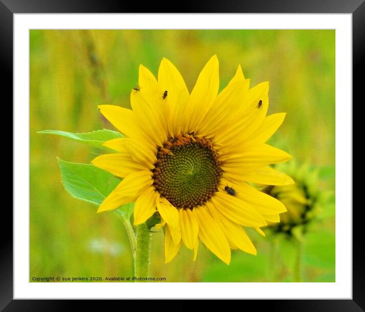 Sunflower Framed Mounted Print by sue jenkins
