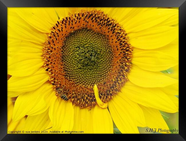 sunflower patterns Framed Print by sue jenkins
