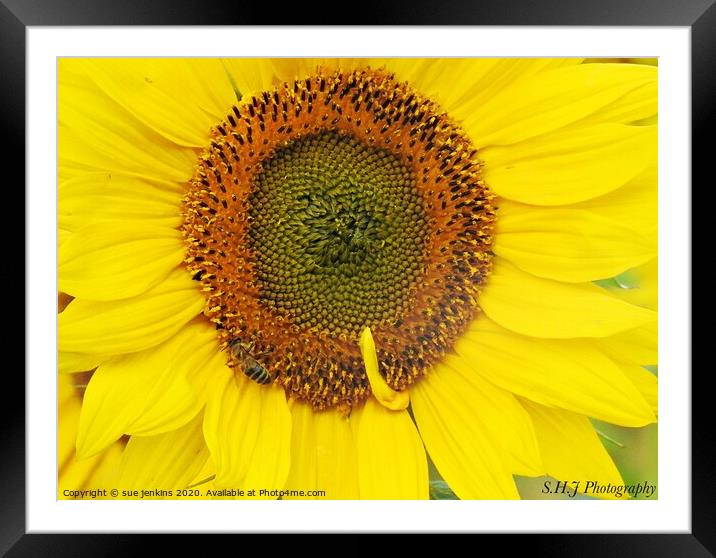sunflower patterns Framed Mounted Print by sue jenkins