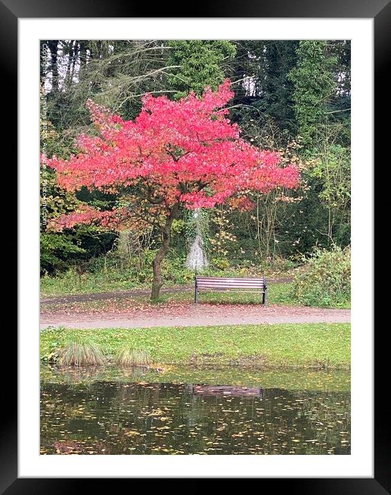 Autumn Colours Framed Mounted Print by sue jenkins
