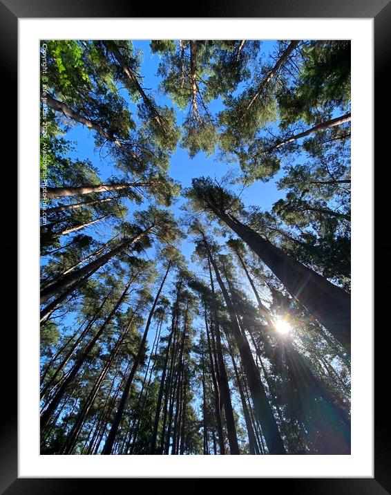 Looking Up  Framed Mounted Print by sue jenkins