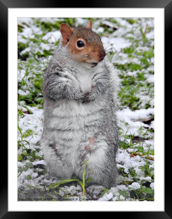 A squirrel standing on a snow covered field Framed Mounted Print by sue jenkins