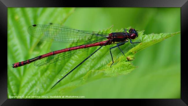 Large Red Damsel Fly Framed Print by sue jenkins
