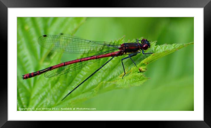 Large Red Damsel Fly Framed Mounted Print by sue jenkins