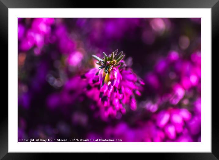 Pretty in Pink Framed Mounted Print by Amy Irwin-Steens