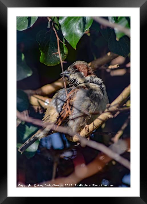 Working Finch Framed Mounted Print by Amy Irwin-Steens