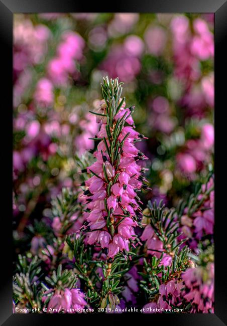 Standing Heather Framed Print by Amy Irwin-Steens