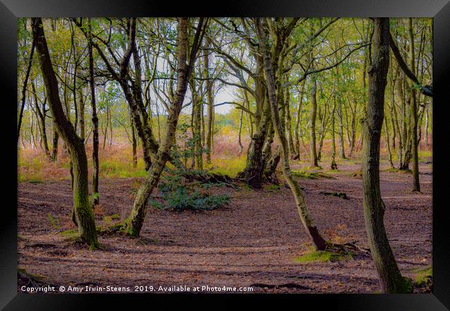 Reflecting Colours of Autumn Framed Print by Amy Irwin-Steens