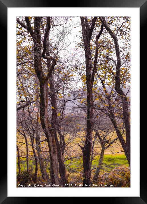 Autumn Stillness Framed Mounted Print by Amy Irwin-Steens