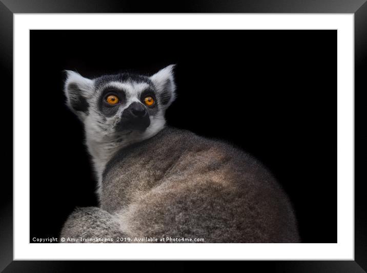 Golden Eyes Framed Mounted Print by Amy Irwin-Steens