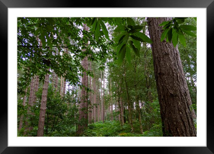 Sherwood Pines in Nottingham Framed Mounted Print by Carolyn Barnard