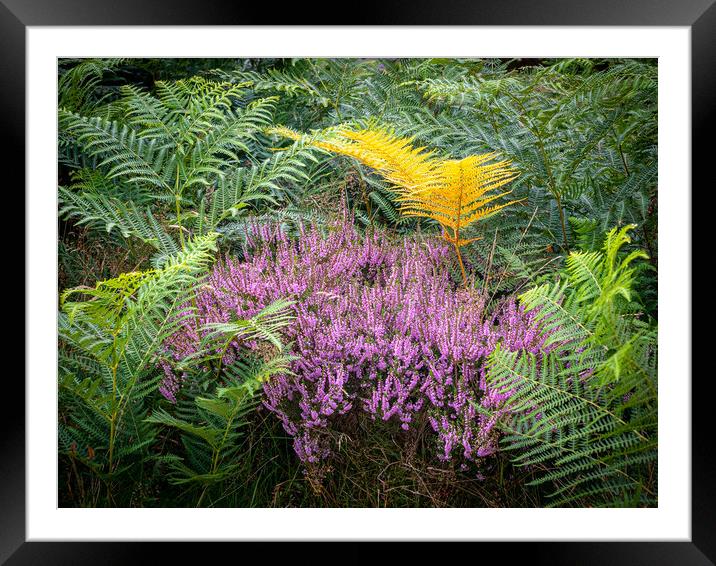 Colours of summer Framed Mounted Print by gary telford