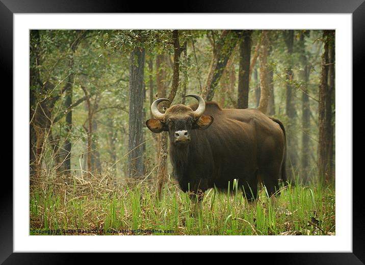 Bison Framed Mounted Print by Satish Babu