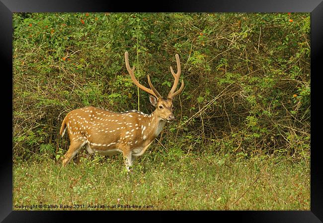 Spotted Deer Framed Print by Satish Babu