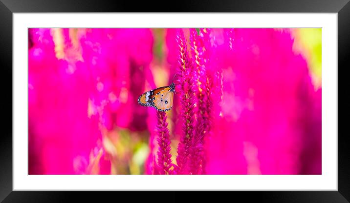 Pink Celosia in Bloom Framed Mounted Print by David Bokuchava
