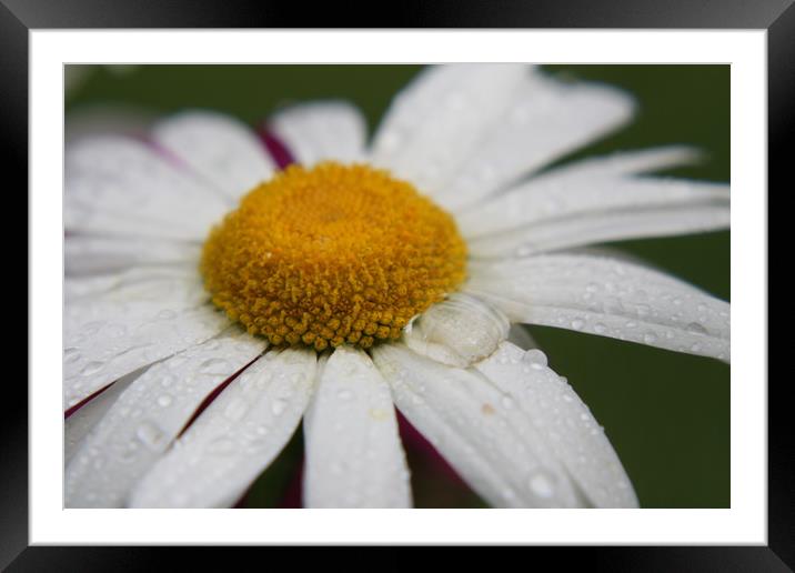 Daisy  Framed Mounted Print by zoe knight