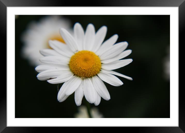 Daisy  Framed Mounted Print by zoe knight