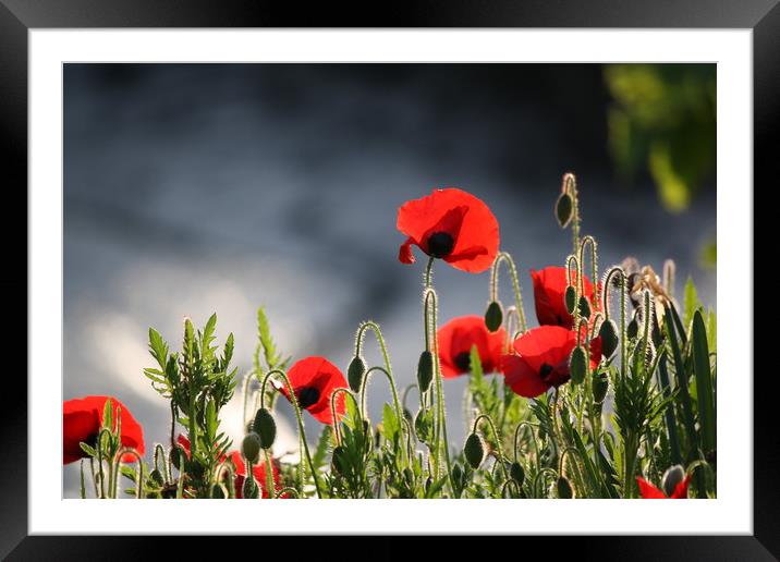 Poppys red Framed Mounted Print by zoe knight