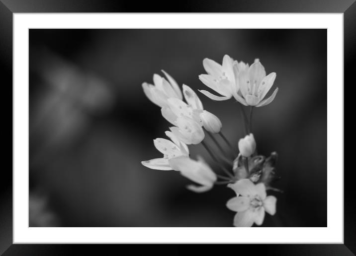 black and white photo of Hedgerow plant, pale pink Framed Mounted Print by zoe knight