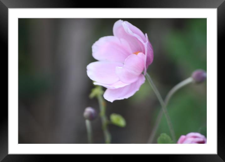pink flower Framed Mounted Print by zoe knight
