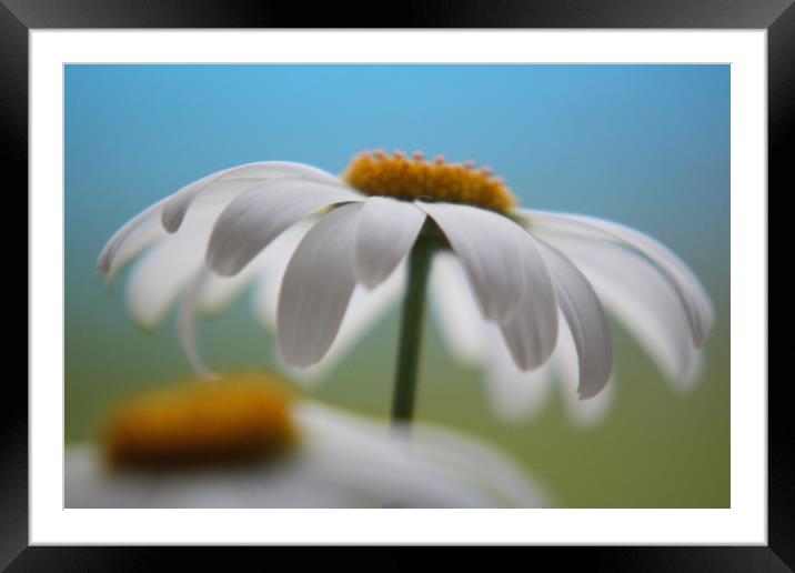 Daisys Framed Mounted Print by zoe knight