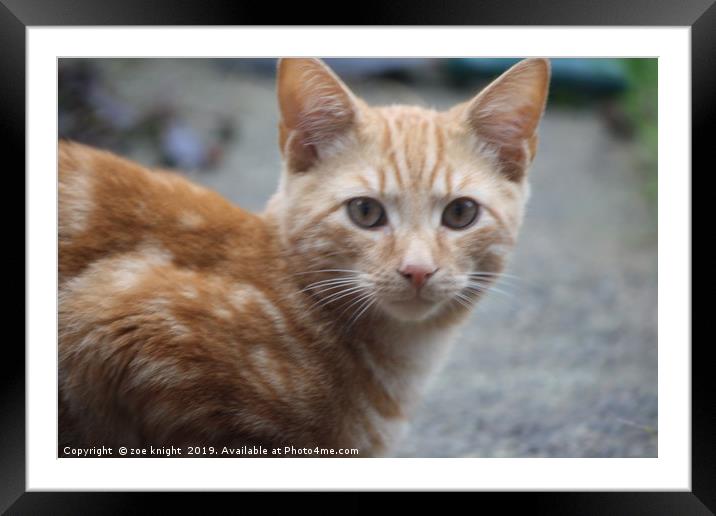 george ginger kitten Framed Mounted Print by zoe knight