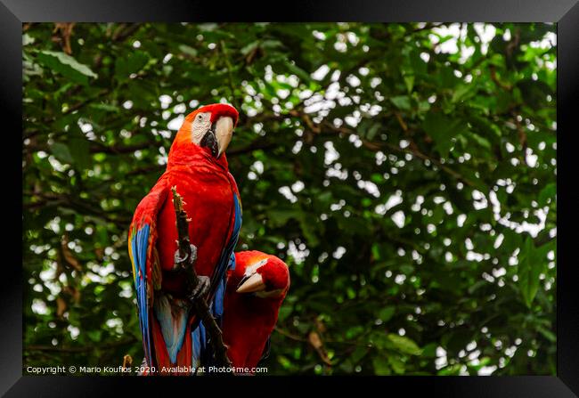 parrots on the banks of the Guayas river. Guayaquil, Ecuador Framed Print by Mario Koufios