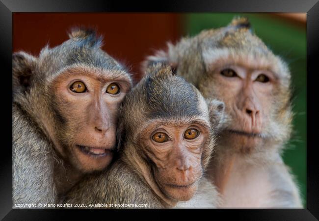 The monkeys of Wat Leu Temple Sihanoukville Cambodia Framed Print by Mario Koufios