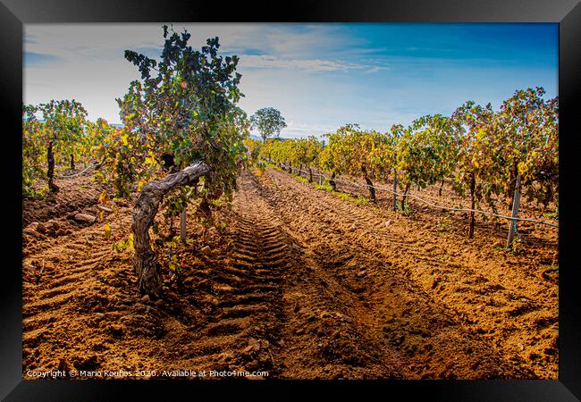 Vineyard plantation foreground. Cuellar. segovia Castile and Leon. Spain Framed Print by Mario Koufios