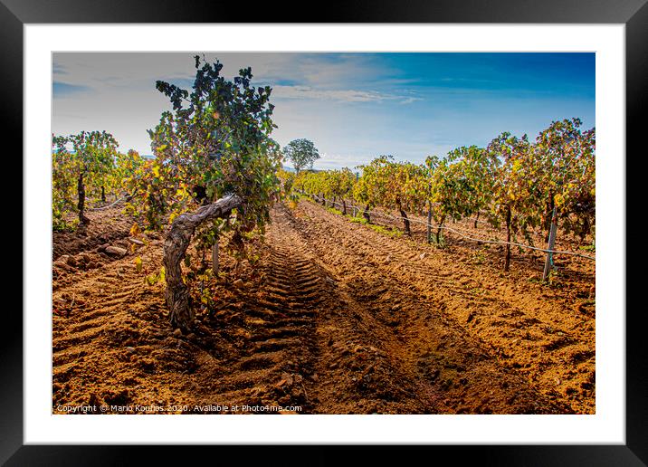 Vineyard plantation foreground. Cuellar. segovia Castile and Leon. Spain Framed Mounted Print by Mario Koufios