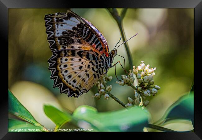 Multicolored butterfly posing on a flower. Framed Print by Mario Koufios