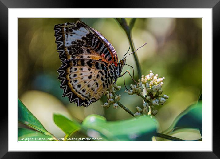 Multicolored butterfly posing on a flower. Framed Mounted Print by Mario Koufios
