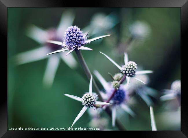 Sea Holly Framed Print by Scot Gillespie