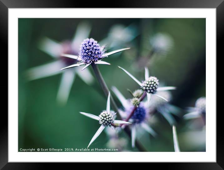 Sea Holly Framed Mounted Print by Scot Gillespie