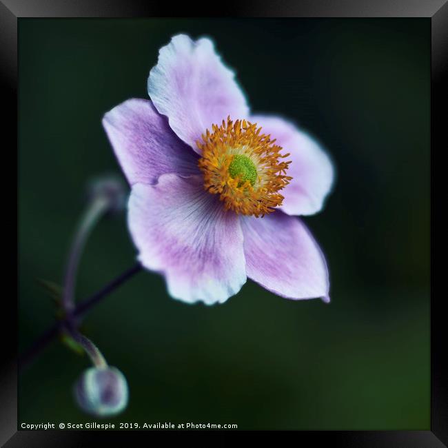 Japanese Anemone Framed Print by Scot Gillespie