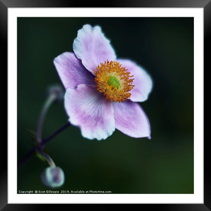 Japanese Anemone Framed Mounted Print by Scot Gillespie