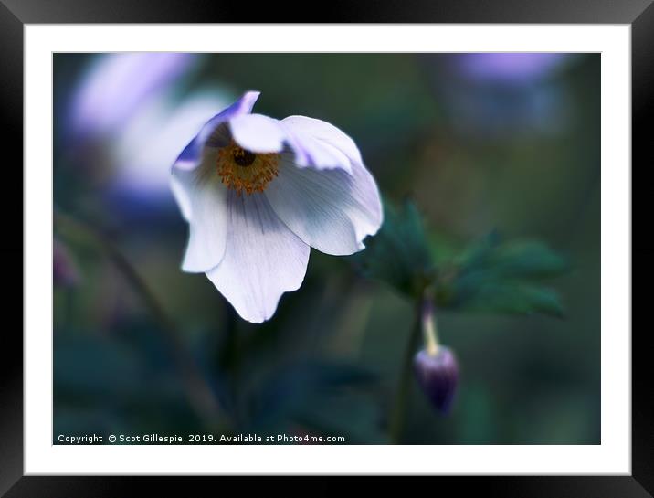 Bowing anemone in the shade Framed Mounted Print by Scot Gillespie