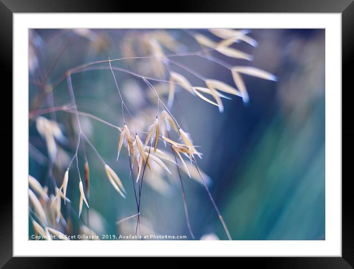 Grass Triptych Left Framed Mounted Print by Scot Gillespie