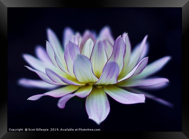 Water lily dahlia  Framed Print by Scot Gillespie