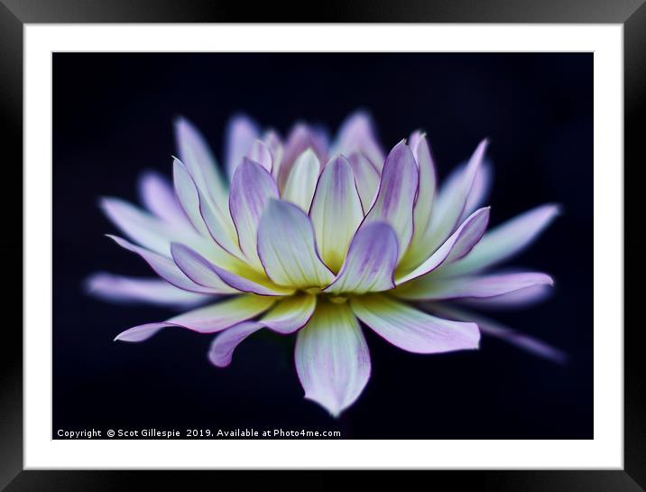 Water lily dahlia  Framed Mounted Print by Scot Gillespie