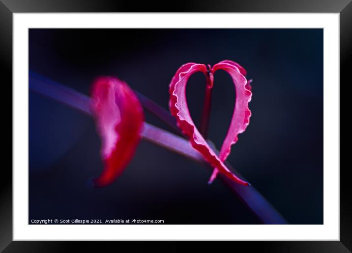 Heart of Dogwood Framed Mounted Print by Scot Gillespie