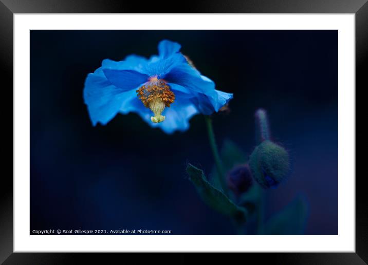 Blue poppy alight Framed Mounted Print by Scot Gillespie