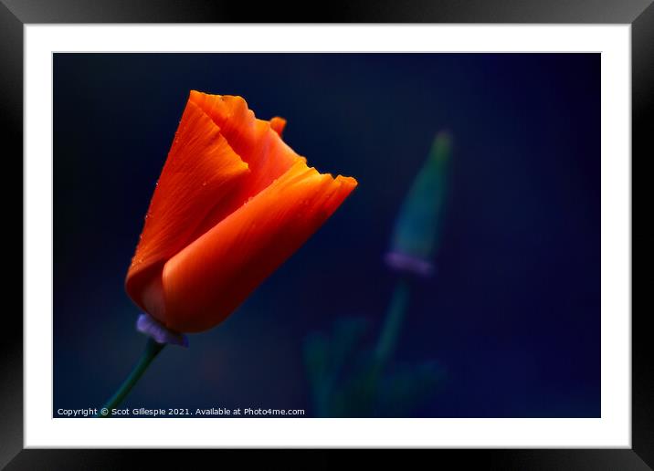 Glowing orange poppy Framed Mounted Print by Scot Gillespie