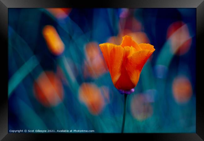 Impressionists orange poppy Framed Print by Scot Gillespie