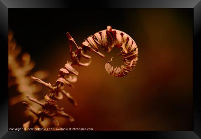 Curling fern Framed Print by Scot Gillespie