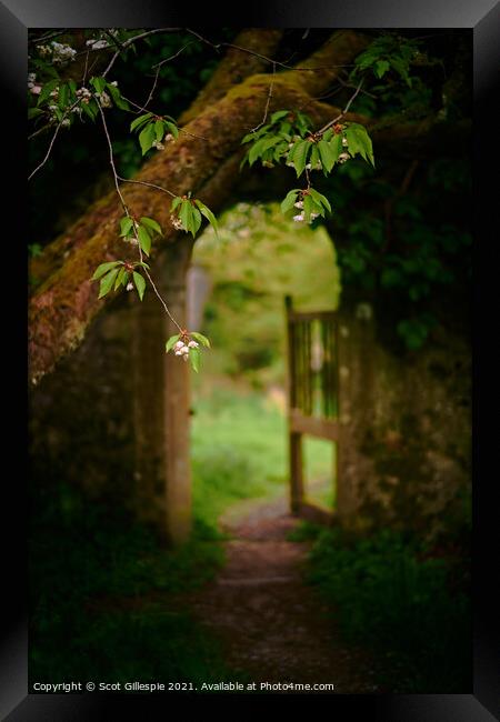 Cherry before the hidden garden Framed Print by Scot Gillespie