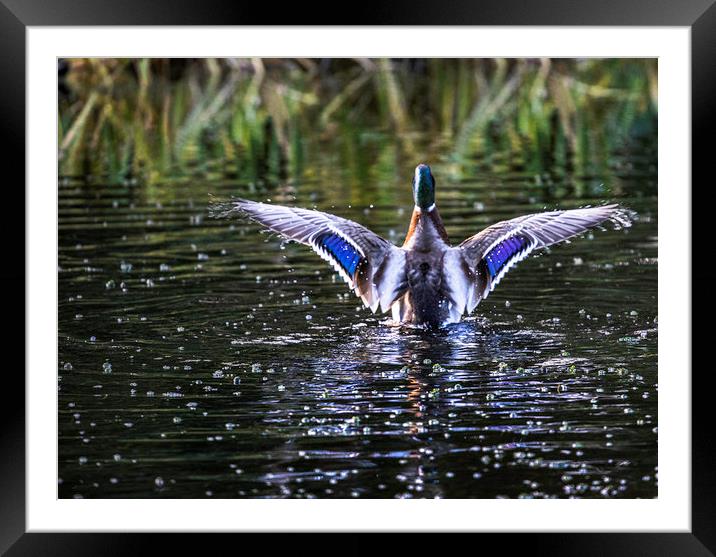 Water off a ducks back Framed Mounted Print by Stephen Marsh