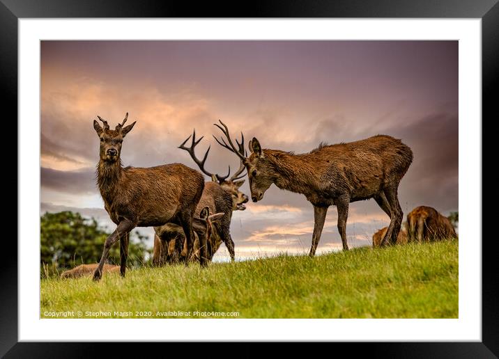 Red deer rutting Framed Mounted Print by Stephen Marsh