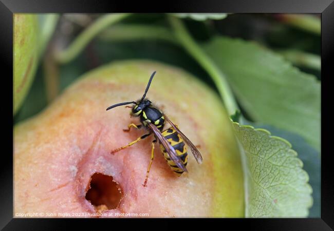 Apple with chewed hole and wasp Framed Print by John Biglin