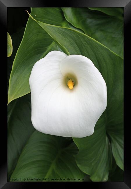 White arum lily flower Framed Print by John Biglin